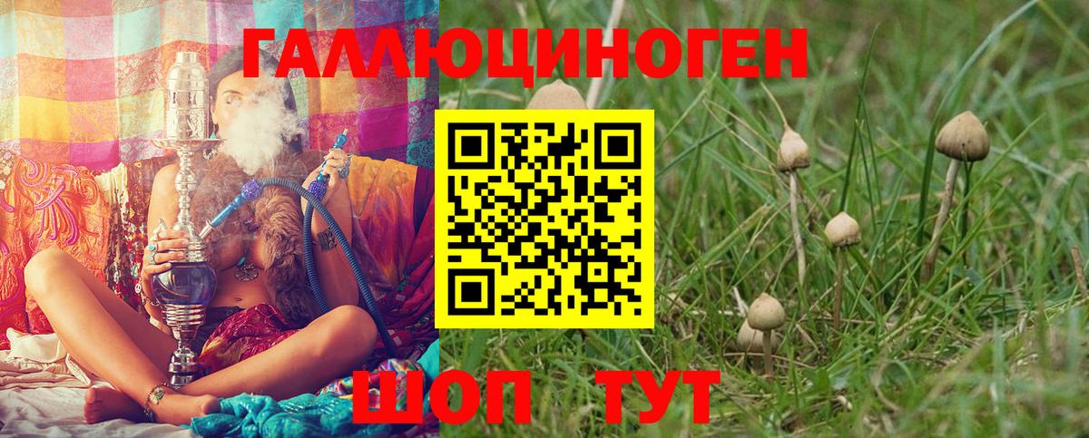 Псилоцибиновые грибы Psilocybe Анжеро-Судженск